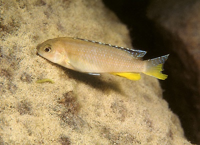 Tropheops sp. 'red fin' Charo